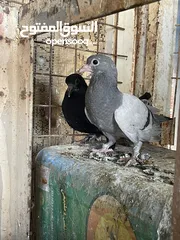  2 زغاليل للبيع معبيت لحم جاهزات لذبح