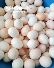  3 بيض بلدي طازة