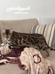  3 Bengal cat