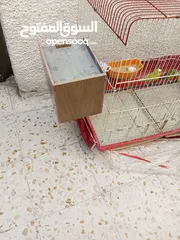  1 جوز حب مع 5فراخ