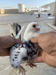  5 كوم حمام للبيع