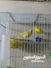  25 طيور كنار للبيع