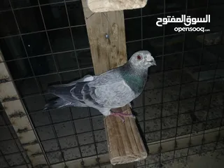  11 كوم كامل للبيع  دينارين ونص الحبه زق وكش الفحول كلها كش