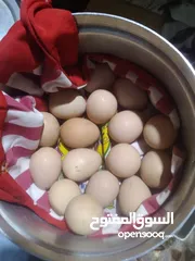  1 طبقه بيض عرب اصلي جديد