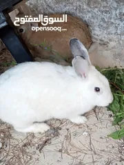  5 ارانب بداديق للبيع