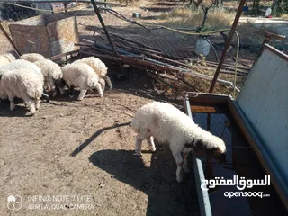  3 عبر العدد 10 أعمار ثلاث شهور  شكل و لون وسر طيب تسمم غذائي عبر عز المقنوي و الربط من نصيب الشراي
