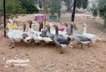  8 وز سوبر جامبو وجاج كوشن ومصوف