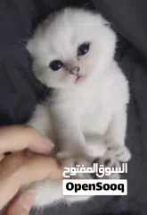  3 Pure Scottish/ بيور سكوتش