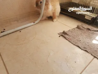  2 ارانب  lion head ذكور نوعهم راس الاسد Rabbits
