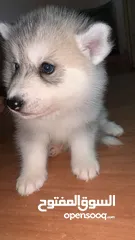  10 Siberian husky’s puppy