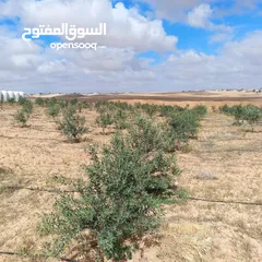  3 ارض للبيع  في الجميل أم رصاص    دنوم 8بسعر مغري