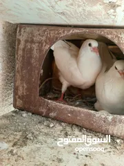  1 حمام مالطي وفرنسي لاحم للبيع