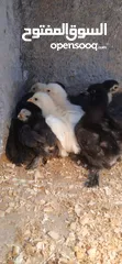  6 يووجد صيصان براهما بف جامبو  صيصان باكستاني من اهالي فخمات  صيصان حبش