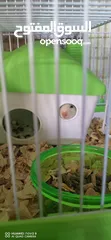  5 Hamster , Male & Female for Sale