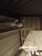  9 حمام بيع مستعجل للبيع