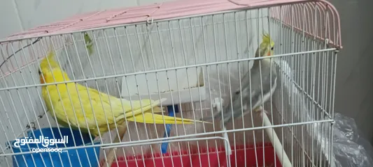  4 طيور كوكتيل للبيع