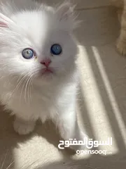  1 قطط Kitten