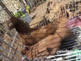  4 حمام اوزبيك روسي  وكالوت  نخب النخب