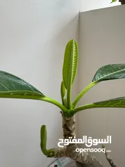  9 healthy beautiful plant