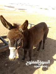  1 حماره عمرها ثلاث سنوات مراجع علا وتس