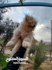  4 أنثى شيتزو عمرها ست شهور للبيع