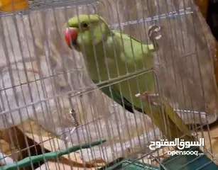  4 ببغاء دره مطوق