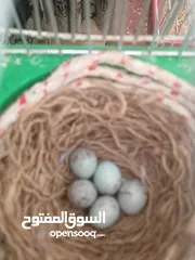  12 كنار جواز مع بيض وفي اجواز مع افراخ