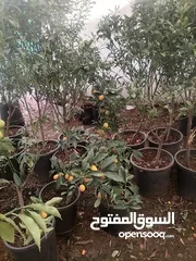  7 زراعة الحدائق