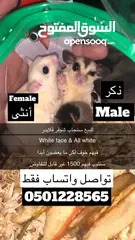  3 سنجاب الطائر