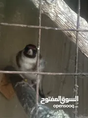  2 طيرت حسون فل زي القلم