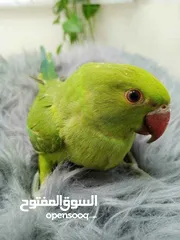  6 ببغاء دره هندي جامبو أليف 100٪ مع الكبار والصغار ما في عضه الببغاء آيه من الجمال