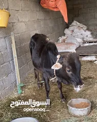  1 عجل عماني للبيع