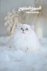  5 Scottish British shorthair longhair kittens British shorthair Scottish fold kittens Scottish