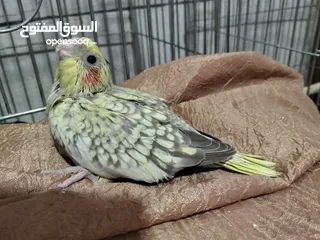  2 فرخ كوكتيل ايزابيل للزق اليدوي