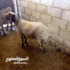  1 نعجه اضحيه