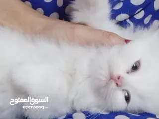  2 قطط شيرازي