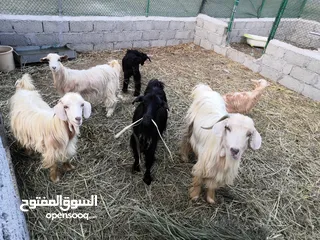  4 غنم عمانيات مطعومات