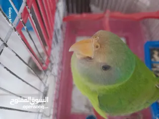  1 فرخ ببغاء اليف بالم هد دره