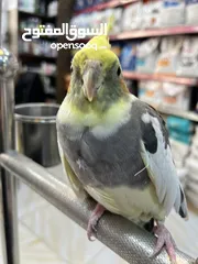  3 كوكتيل ذكر متكلم عرض قوي عالسعر شوف الوصف