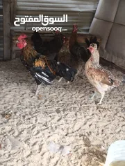  22 دجاج وحمام للبيع