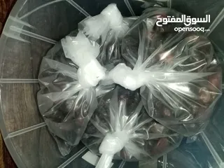  5 تمر نظيف سنة 2024