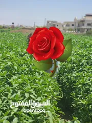  6 نمره392 متر مسموح فيها بناء فيلاه 240 متر +بركه 5عرض في طول 10 متر