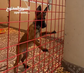  1 ملاينوا اخر حبه malino last one