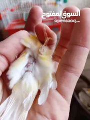  11 والأنثى ليموني معبيه مع قفص 3 معالف   مخلف كنار أنثى ليموني عمر 5 أشهر مع قفص السعر 15 بدون قفص.