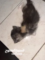  7 جميل العبادي
