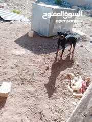  1 انثا روت وايلر بسعر حرق