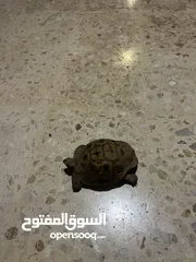  1 سلحفه للبيع
