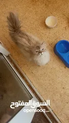  3 هملايا بلو بسعر مغري