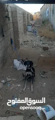  2 اناث سلق و هاسكي اقراء الوصف
