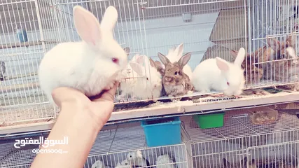  4 RABBIT FOR SALE